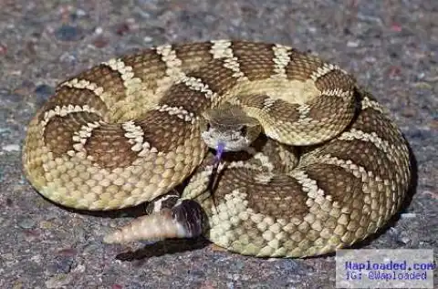 Woman Makes Shocking Revelation About Satanist Husband Who Has a Snake That Gives Him Power and Riches